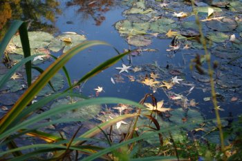 giverny-pond.jpg giverny-pond.jpg
