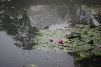 pink-nymphea.jpg pink-nymphea.jpg