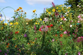 summer-flower.jpg summer-flower.jpg
