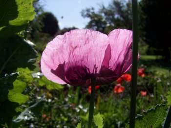 poppy.jpg poppy.jpg