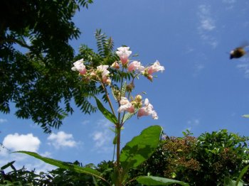 balsam.jpg balsam.jpg