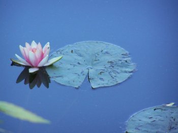 water-lily.jpg water-lily.jpg