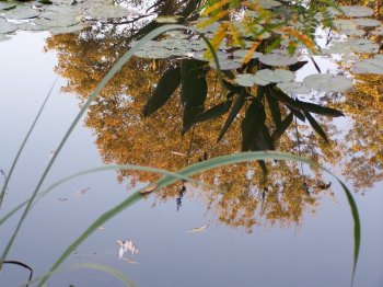 giverny-1.jpg giverny-1.jpg