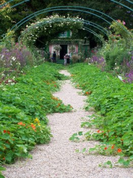 nasturtiums.jpg nasturtiums.jpg