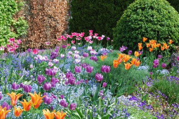 giverny-tulips.jpg