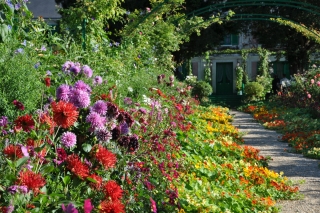 nasturtium-path