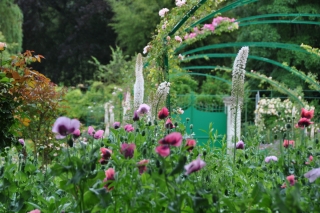 poppies-eremurus