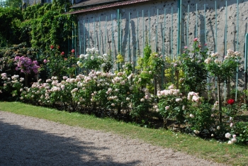 rose-giverny.jpg