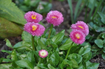 daisies