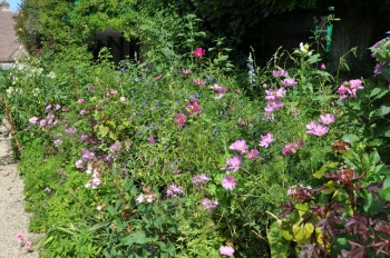 flower-hedge