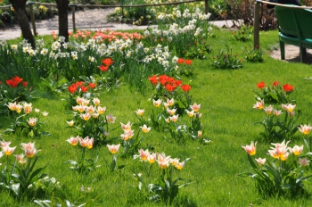 giverny-bulbs.jpg