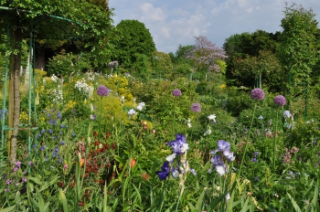 giverny-paulownia.jpg