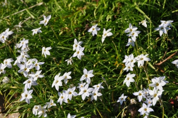 ipheion