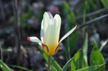 march-tulip