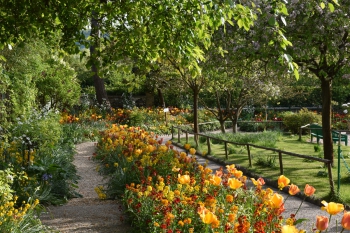 orange-tulip-bed-giverny