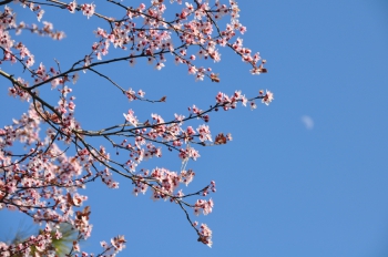 prunus