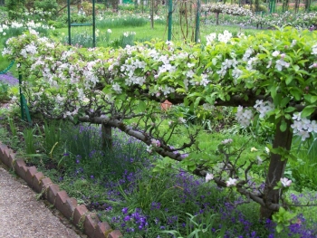 espaliered-apple-trees.jpg