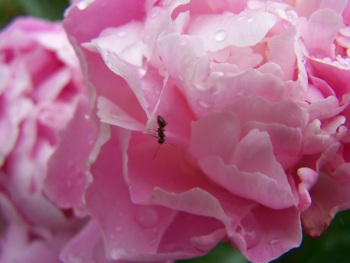 peony-with-ant.jpg