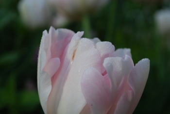 pink-tulip.jpg