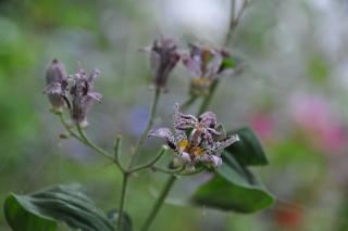 toad-lily