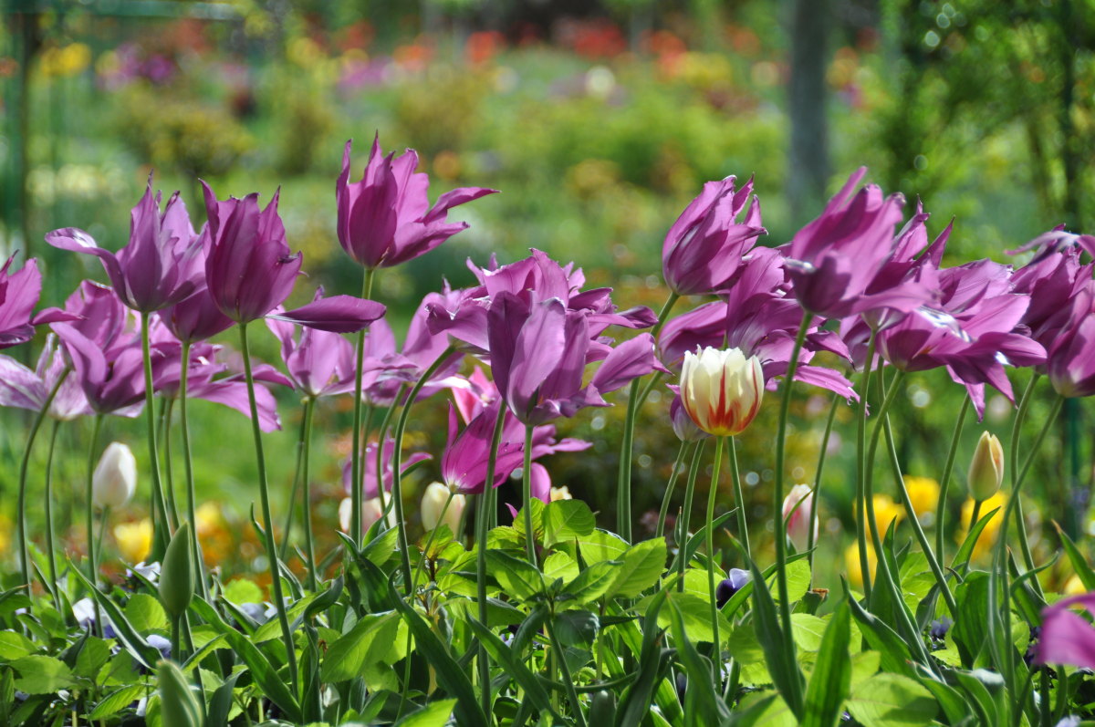purple-tulips