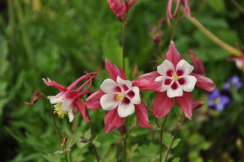 aquilegia