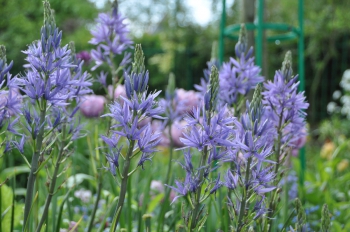 camassia