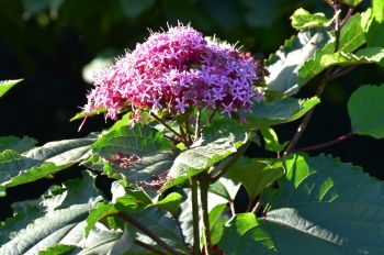 clerodendron-bungei