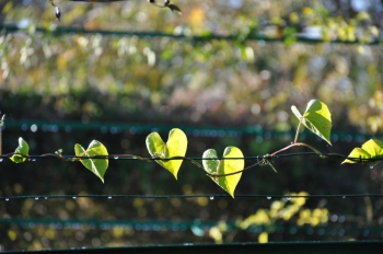 heart-shaped-leaves