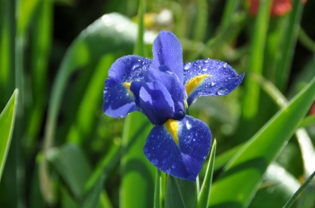 iris