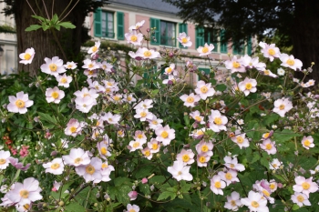 japanese-anemones