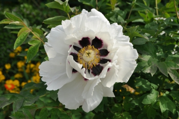 tree-peony-giverny