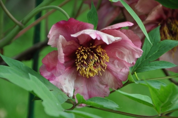 tree-peony