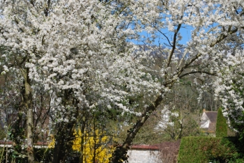 blossom giverny