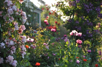 rose-poppy-giverny