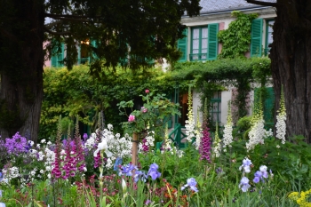 foxgloves