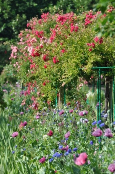 giverny-june.jpg