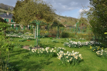 giverny-daffodils.jpg