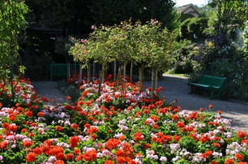 giverny-pelargonium