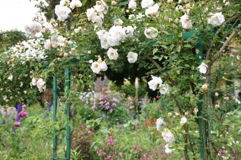 giverny-roses-june