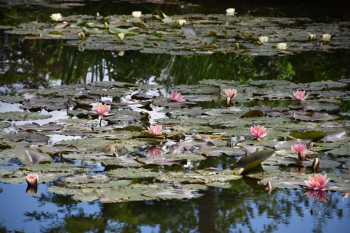 june-giverny-water-lilies