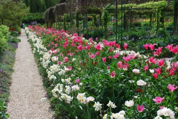 tulip-giverny