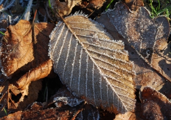 frozen-leaves.jpg