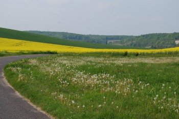 rape-seed-field.jpg