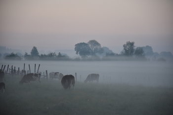 cows-giverny