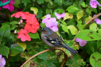 finch-giverny