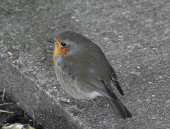 robin-giverny