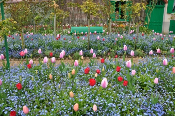 forget-me-not-giverny