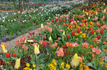 tulip-border-giverny