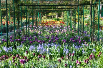 tulip-rainbow-giverny